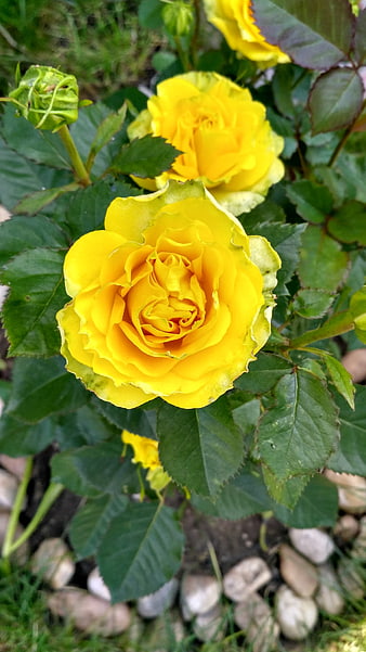 Vibrant Yellow Rose Blooming in Garden