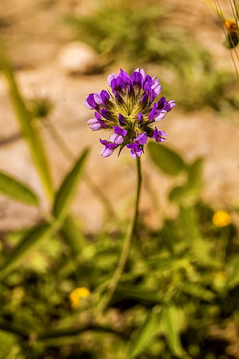 Close-up of purple wildflower in natural sunlight