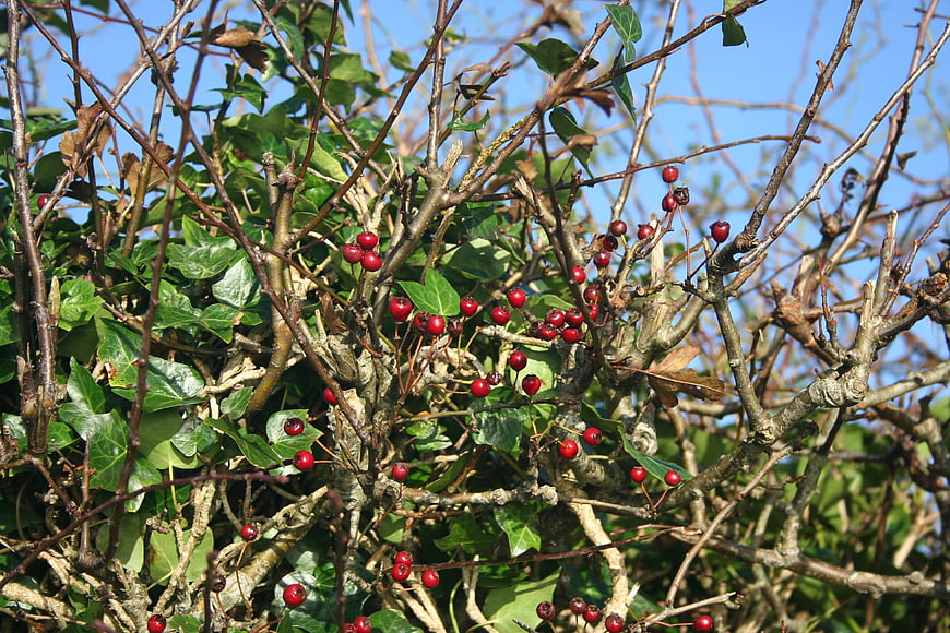 Red berries on thorny branches with ivy leaves against blue sky