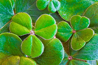 Close-up of Green Four-Leaf Clover Plants