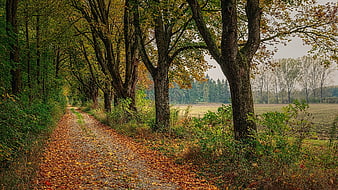 Autumn forest path with fallen leaves and trees