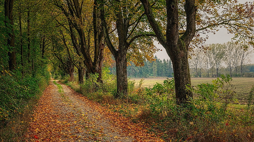 Autumn forest path with fallen leaves and trees