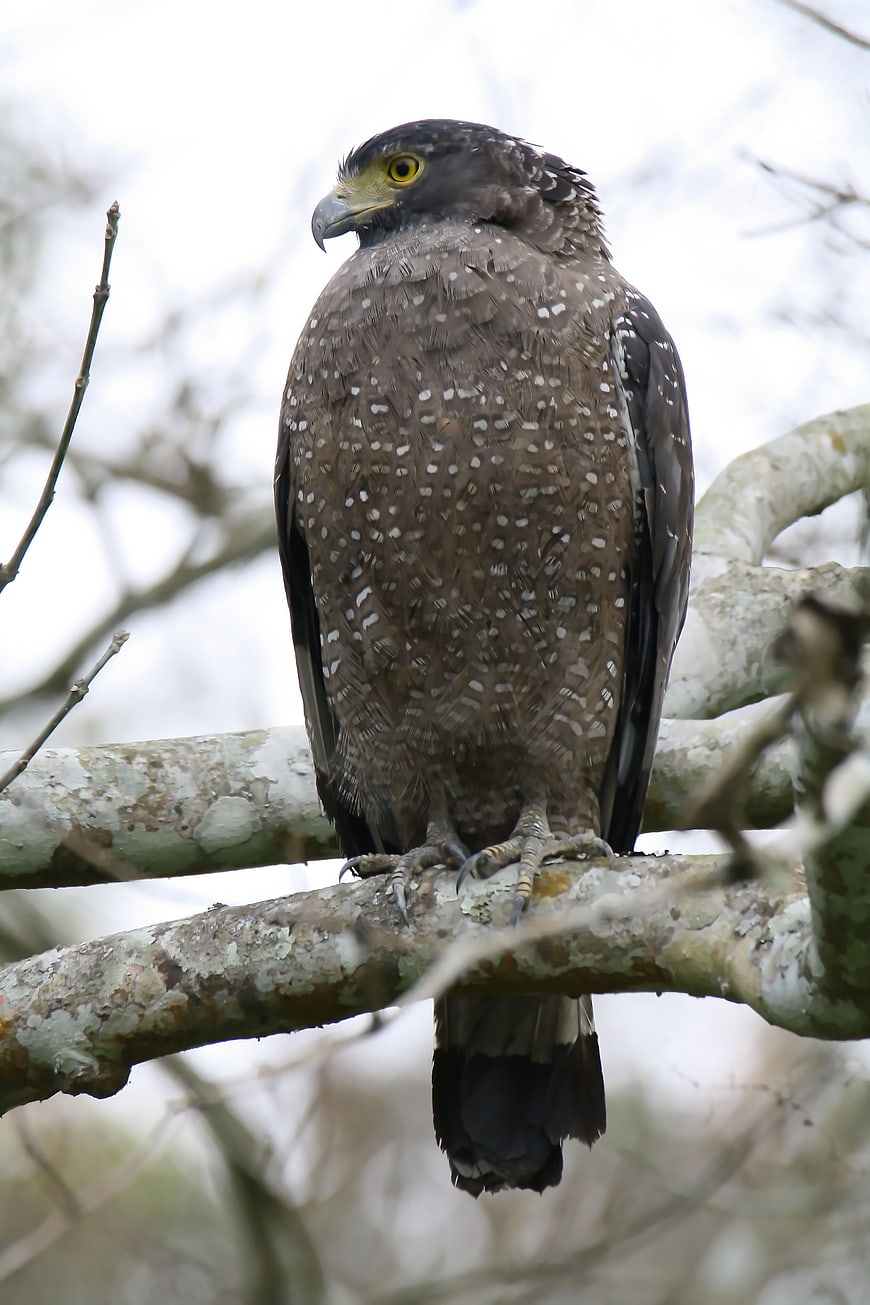 Crested Serpent Eagle Perched on Tree Branch