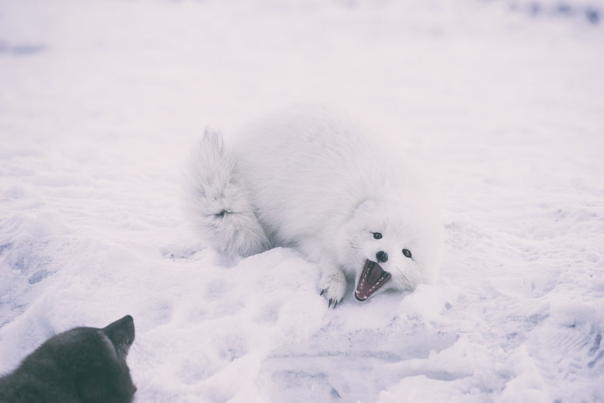 Fluffy White Samoyed Dog Barking in Snow