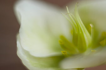 Abstract Macro Close-Up of White Flower Center