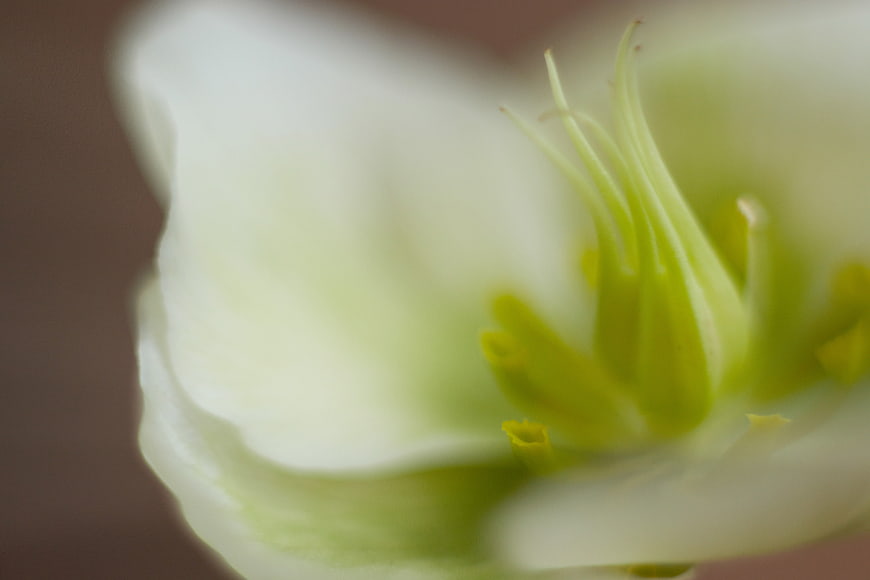 Abstract Macro Close-Up of White Flower Center