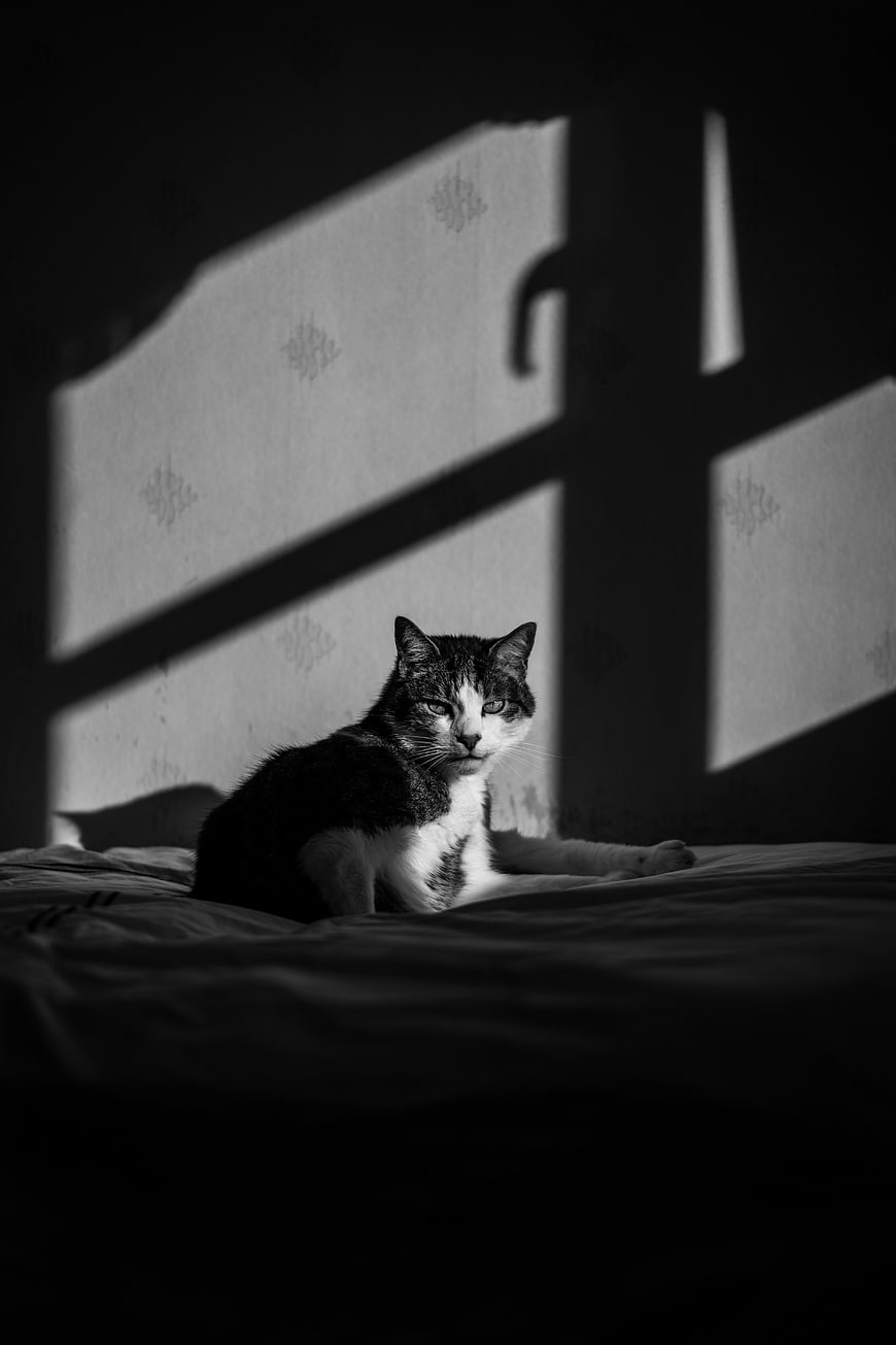 Black and white cat resting on bed with dramatic window shadows