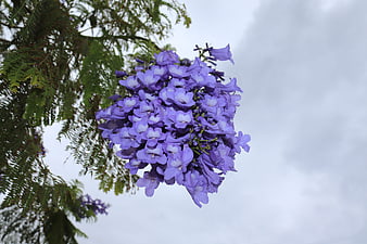 Vibrant Purple Jacaranda Blossoms Against Overcast Sky