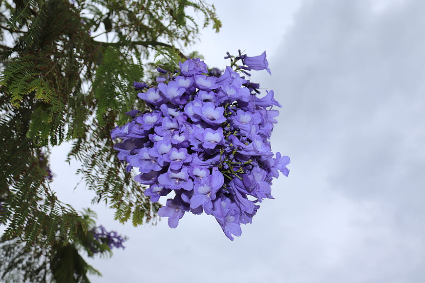 Vibrant Purple Jacaranda Blossoms Against Overcast Sky