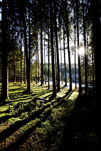 Sunlight streaming through tall pine trees in a mossy forest