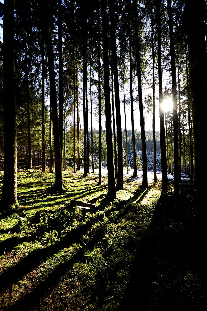 Sunlight streaming through tall pine trees in a mossy forest