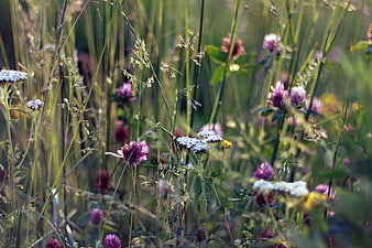 Wildflowers and grasses in a sunlit meadow