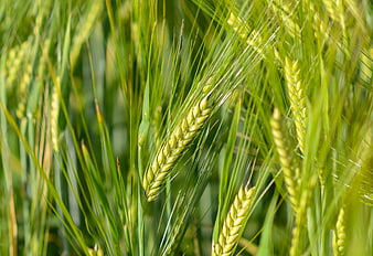 Close-up of green wheat spikes in a sunny field