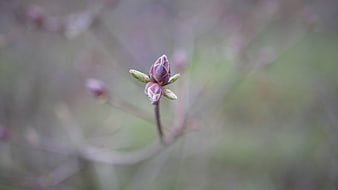 Close-up of pink azalea flower buds on a blurred background