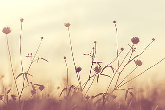 Silhouette of Wildflowers in a Hazy Golden Field