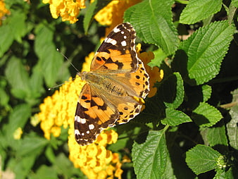 Painted Lady Butterfly on Yellow Lantana Flowers