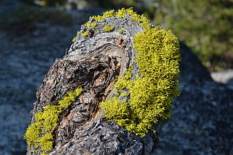 Close-up of vibrant yellow moss on weathered tree stump