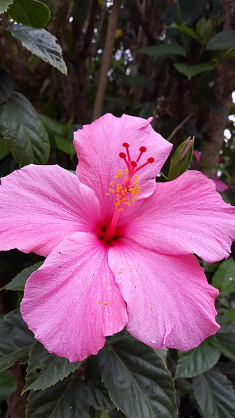 Close-up of vibrant pink hibiscus flower with water droplets