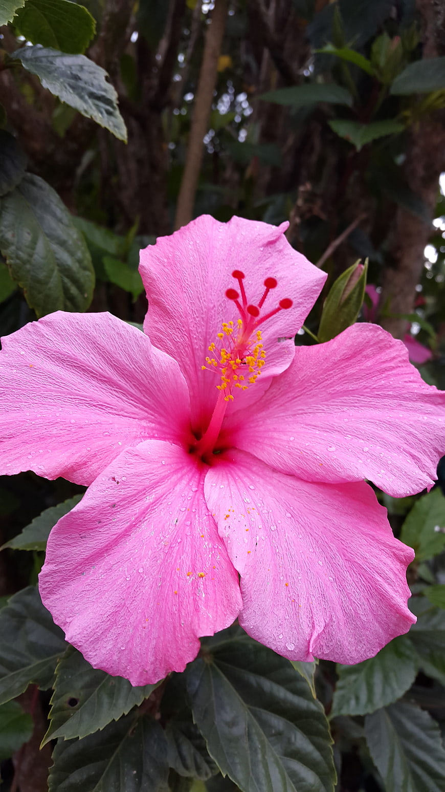 Close-up of vibrant pink hibiscus flower with water droplets