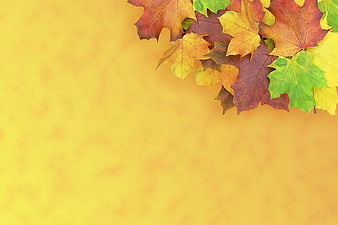 Autumn Maple Leaves on Yellow Background