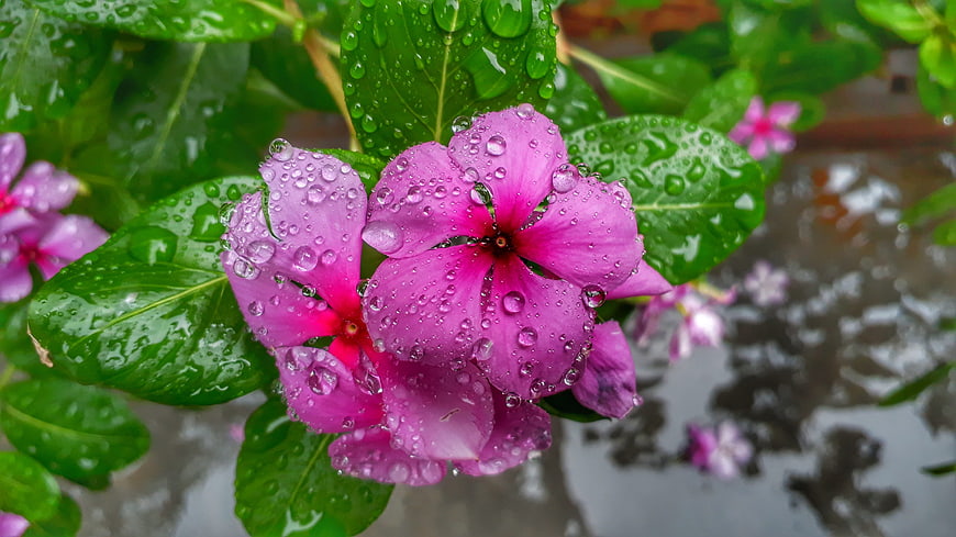 Vibrant Pink Periwinkle Flowers with Raindrops on Green Leaves