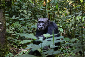 Wild Chimpanzee Sitting in Dense Tropical Rainforest