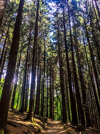 Sunlit hiking trail through tall pine forest canopy