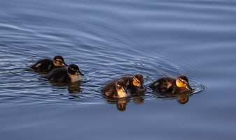 Five cute ducklings swimming in a row on calm blue water