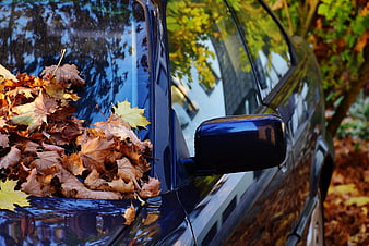 Black car windshield covered in autumn leaves
