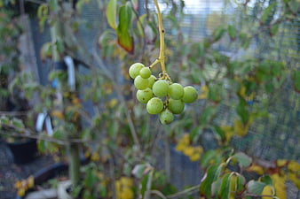Close-up of green grapes hanging on a vine in a garden
