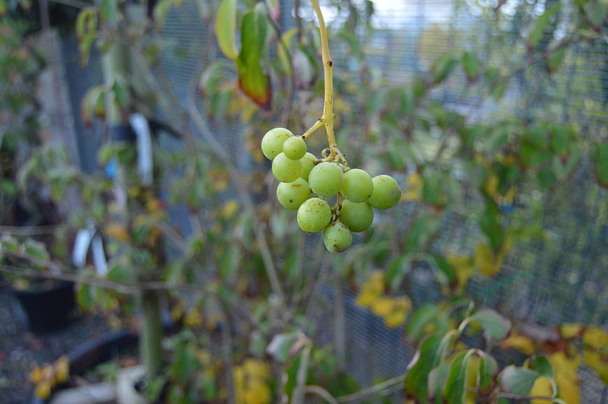 Close-up of green grapes hanging on a vine in a garden