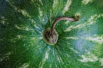 Close-up of a green watermelon with water droplets
