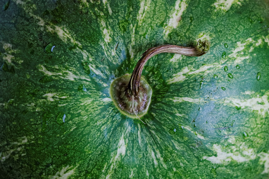 Close-up of a green watermelon with water droplets