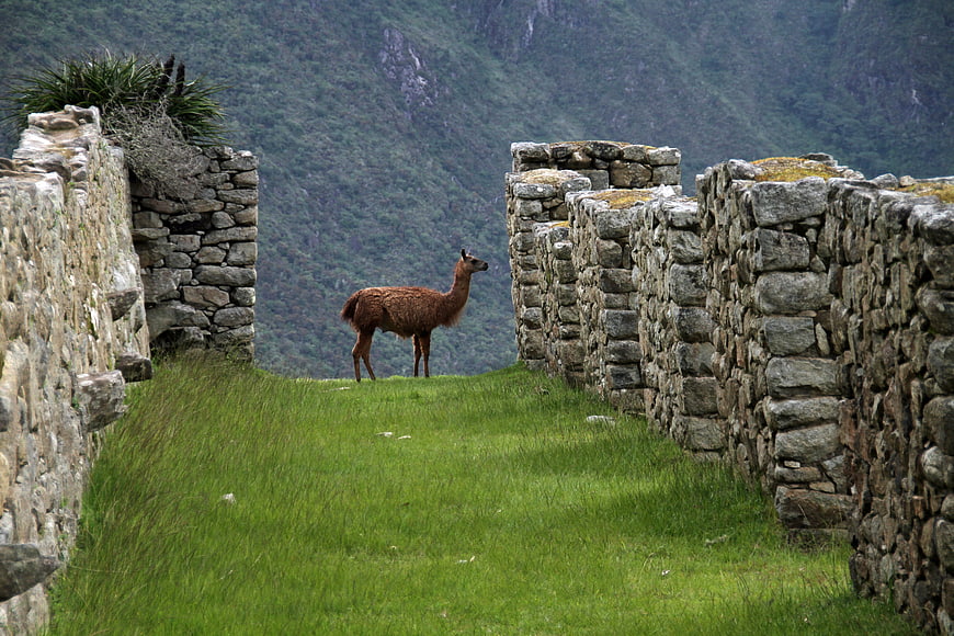 Llama standing on grassy path between ancient Inca stone walls at Machu Picchu