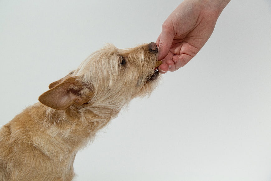 Small dog taking treat from hand on white background