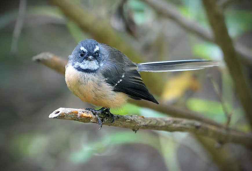Weebill bird perched on a branch in a forest