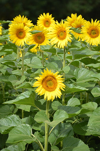 Vibrant Yellow Sunflowers Blooming in a Green Summer Field