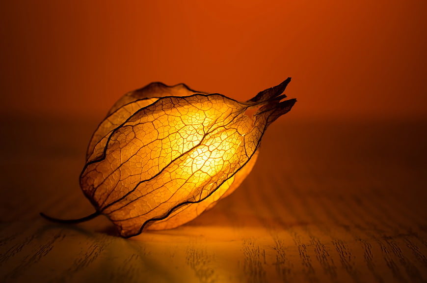Illuminated Physalis Fruit on Wooden Surface