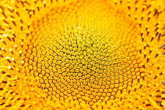 Macro Close-Up of Yellow Sunflower Center Texture