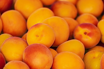 Close-up of fresh ripe apricots with vibrant orange skin