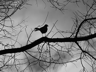 Silhouette of a bird perched on a bare winter branch