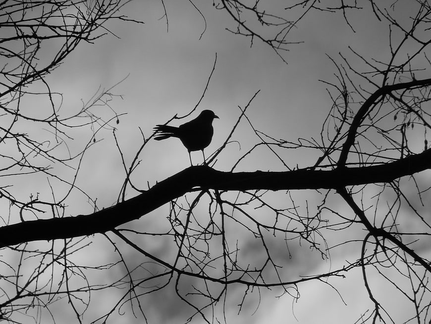 Silhouette of a bird perched on a bare winter branch
