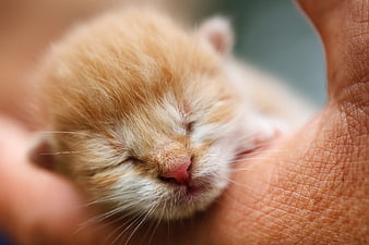 Sleeping Newborn Ginger Kitten in Human Hand