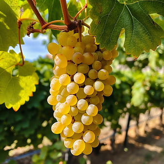 Close-up of ripe white wine grapes hanging on vine