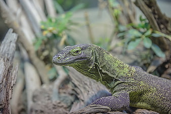 Close-up of a green lizard with textured scales on a branch