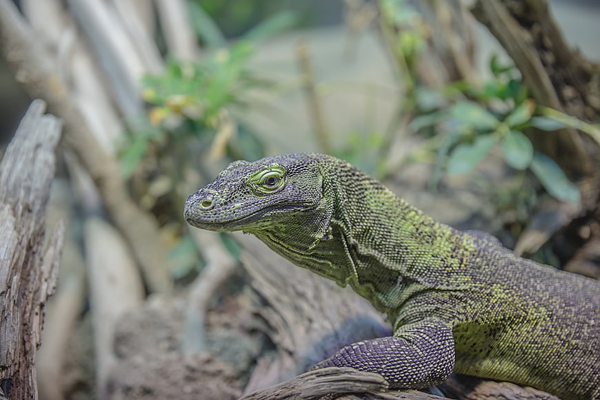 Close-up of a green lizard with textured scales on a branch
