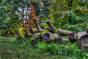Stacked Mossy Logs in Green Forest
