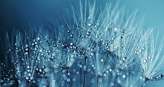 Macro Dandelion Seeds with Water Droplets on Blue Background