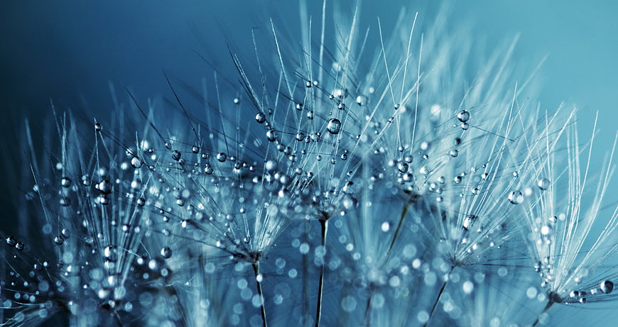 Macro Dandelion Seeds with Water Droplets on Blue Background