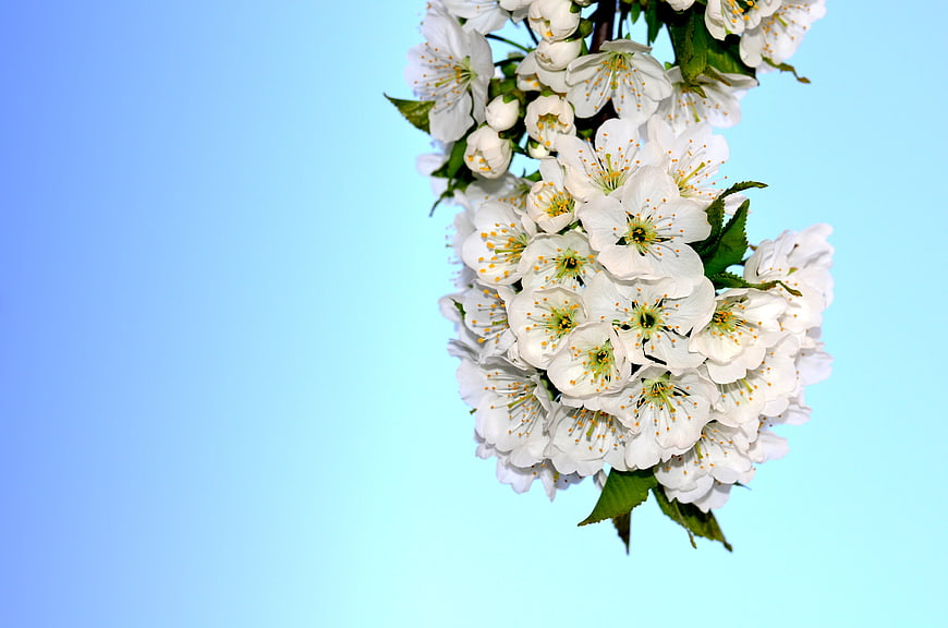 White cherry blossoms on a blue gradient background